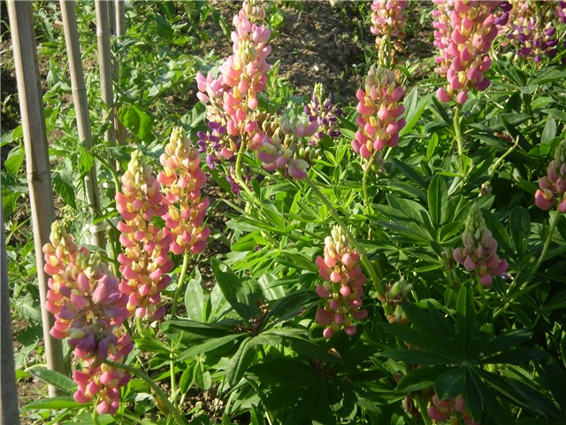 lupinus